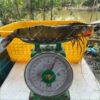 Tôm sú gia hoá Bình Minh nuôi theo mô hình tôm rừng