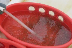 Nghiên cứu đã chỉ ra tiềm năng của chiết xuất trà rooibos như một thành phần chức năng trong khẩu phần ăn của cá rô phi Mozambique. Khi bổ sung 30% chiết xuất trà rooibos lên men hoặc trà rooibos tươi vào thức ăn, tốc độ tăng trưởng của ấu trùng cá tăng đáng kể so với nhóm đối chứng. Kết quả cho thấy chiết xuất trà rooibos không chỉ cải thiện tốc độ tăng trưởng mà còn nâng cao hiệu quả sử dụng thức ăn, mở ra cơ hội thúc đẩy năng suất nuôi cá rô phi và góp phần phát triển ngành sản xuất protein thủy sản theo hướng bền vững. (Ảnh: Darryl Jory).