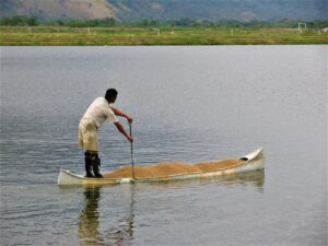 Nghiên cứu này đánh giá tác động của các chiến lược giảm cho ăn đối với cá rô phi sông Nile nuôi trong ao. Kết quả cho thấy hiệu quả thức ăn và lợi nhuận ròng được cải thiện mà không ảnh hưởng tiêu cực đến sự tăng trưởng, tỷ lệ sống hoặc sản lượng của cá so với chế độ cho ăn hàng ngày. Ảnh: Darryl Jory.