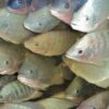 Kết quả thử nghiệm cho cá rô phi sông Nile ăn để nghiên cứu tác dụng của selen hữu cơ so với selen vô cơ trong khẩu phần ăn cho thấy selen hữu cơ là lựa chọn tốt hơn để sản xuất phi lê cá giàu selen. Ảnh của Darryl Jory.