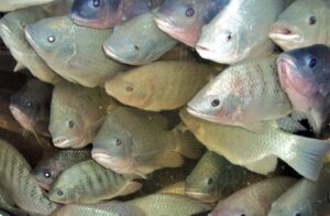 Kết quả thử nghiệm cho cá rô phi sông Nile ăn để nghiên cứu tác dụng của selen hữu cơ so với selen vô cơ trong khẩu phần ăn cho thấy selen hữu cơ là lựa chọn tốt hơn để sản xuất phi lê cá giàu selen. Ảnh của Darryl Jory.