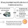 Hình 1. Sơ đồ thiết lập thí nghiệm được sử dụng trong nghiên cứu này.