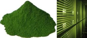 Nhờ hàm lượng protein và lipid có lợi cũng như tính sẵn có, vi tảo Nannochloropsis salina (sản phẩm khô, bên trái) – có thể được sản xuất trong lò phản ứng sinh học (bên phải) – là một thành phần thay thế đầy hứa hẹn cho thức ăn thủy sản cũng như nhiều ứng dụng công nghiệp khác.