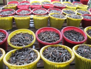 Nuôi tôm thẻ chân trắng là một ngành công nghiệp lớn ở Châu Á nhưng thường xuyên phải đối mặt với các đợt bùng phát dịch bệnh, bao gồm cả dịch nhiễm Vibrio gần đây.