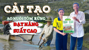 Cải tạo ao nuôi tôm rừng