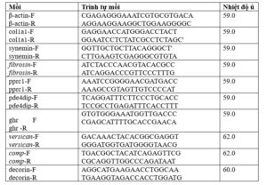 Bảng 2. Các mồi được sử dụng trong RT-qPCR.