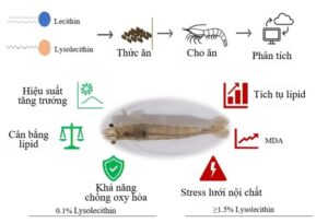 Hình 1: Tóm tắt đồ họa của nghiên cứu.