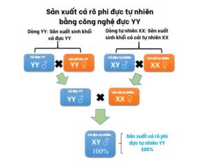 Hình 2: Sơ đồ sản xuất cá rô phi đực tự nhiên được sinh ra từ cá rô phi đực YY.
