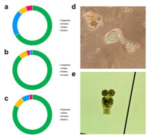 Hình 3. Sự phong phú tương đối của các nhóm động vật phù du chính trong các nghiệm thức RAS (a), BFT (b) và synbiotic (c) trong nuôi siêu thâm canh tôm thẻ chân trắng Penaeus vannamei trong nước có độ mặn thấp.