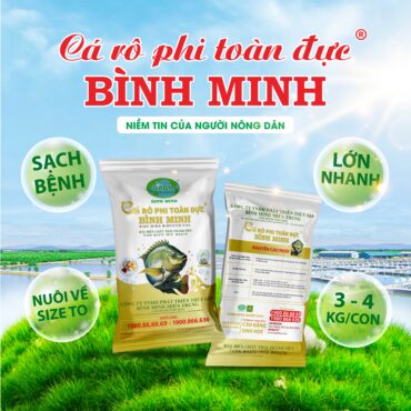 Cá Rô Phi Toàn Đực Bình Minh