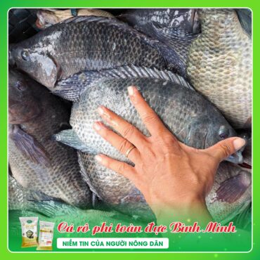 CA RO PHI BINH MINH 4 1