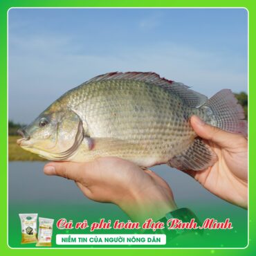 CA RO PHI BINH MINH 5 1