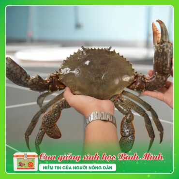 CUA SINH HOC BINH MINH 3