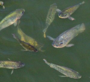 Cá rô phi được bổ sung kali diformat trong 74 ngày có tốc độ tăng trưởng tốt hơn so với cá trong nhóm đối chứng không bổ sung hợp chất này.