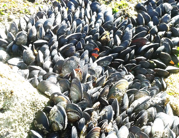 Bột Vẹm Nâu Trong Thức Ăn Có Thể Thúc Đẩy Tăng Trưởng Và Khả Năng Chống Chịu Lạnh Của Tôm Thẻ Chân Trắng Không? Nghiên cứu này cho thấy tôm L. vannamei được cho ăn khẩu phần có chứa 1% và 2% bột vẹm nâu có trọng lượng cuối cùng, tăng trọng, tốc độ tăng trưởng tương đối cao hơn đáng kể và tỷ lệ chuyển đổi thức ăn thấp hơn so với tôm được cho ăn khẩu phần đối chứng (3% và 4%) bột vẹm nâu. Ảnh của Abdelmjid Boumezzough, qua Wikimedia Commons.