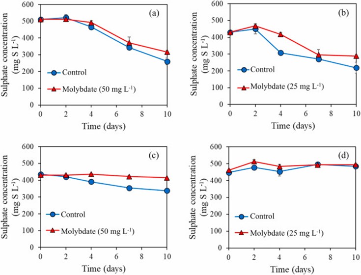 Hình 6. Nồng độ sunfat trong cột nước ở nhóm đối chứng và nhóm bổ sung molybdate đối với (a) DOC90 với 50 mg/L Na₂MoO₄ ·2H₂O, (b) DOC90 với 25 mg/L Na₂MoO₄·2H₂O, (c) DOC60 với 50 mg/L Na₂MoO₄ · 2H₂O, và (d) DOC45 với 25 mg/L Na₂MoO₄ · 2H₂O. Các giá trị biểu thị giá trị trung bình của ba lần đo sinh học, và các thanh lỗi biểu thị độ lệch chuẩn.