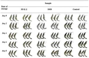 Hình 2. Ảnh chụp tôm thẻ chân trắng được bổ sung chiết xuất PF-E-2 (0,25%, w/v ) so với tôm được bổ sung SMS (1,25%, w/v ) và mẫu đối chứng (không bổ sung) trong suốt 8 ngày bảo quản. Trong thử nghiệm này, sáu con tôm thẻ chân trắng được chụp ảnh cho mỗi nhóm nghiên cứu tại mỗi thời điểm.