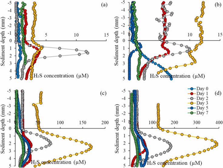 Hình 2. Biểu đồ phân bố nồng độ H2S theo chiều sâu cho (a) DOC45, (b) DOC60, (c) DOC75 và (d) DOC90 (ngày nuôi cấy). Các giá trị thể hiện giá trị trung bình của ba lần lặp lại sinh học, và các thanh lỗi được lược bỏ để dễ quan sát biểu đồ. Độ sâu bằng 0 tương ứng với giao diện trầm tích-nước. Không có dữ liệu cho DOC0, DOC15 và DOC30 được trình bày, vì nồng độ H2S vẫn dưới 2 μM, cả trong chất lỏng và khối lượng lớn. Do sự cố kỹ thuật với điện cực siêu nhỏ, dữ liệu từ ngày thứ 5 không được bao gồm cho DOC45.