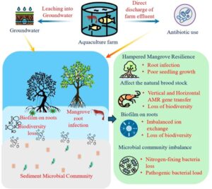 Hình 2. Tác động của các hoạt động nuôi trồng thủy sản đến hệ sinh thái rừng ngập mặn và tình trạng kháng kháng sinh.