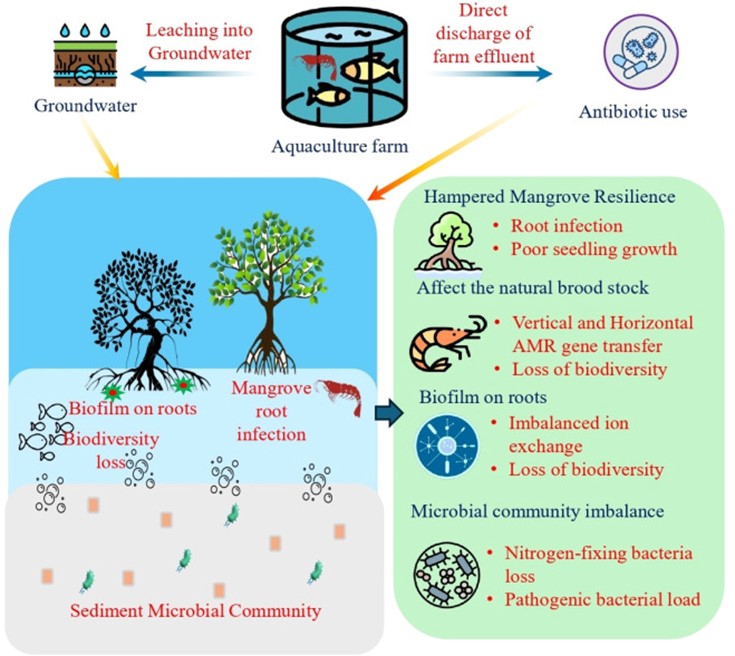 Hình 2. Tác động của các hoạt động nuôi trồng thủy sản đến hệ sinh thái rừng ngập mặn và tình trạng kháng kháng sinh.