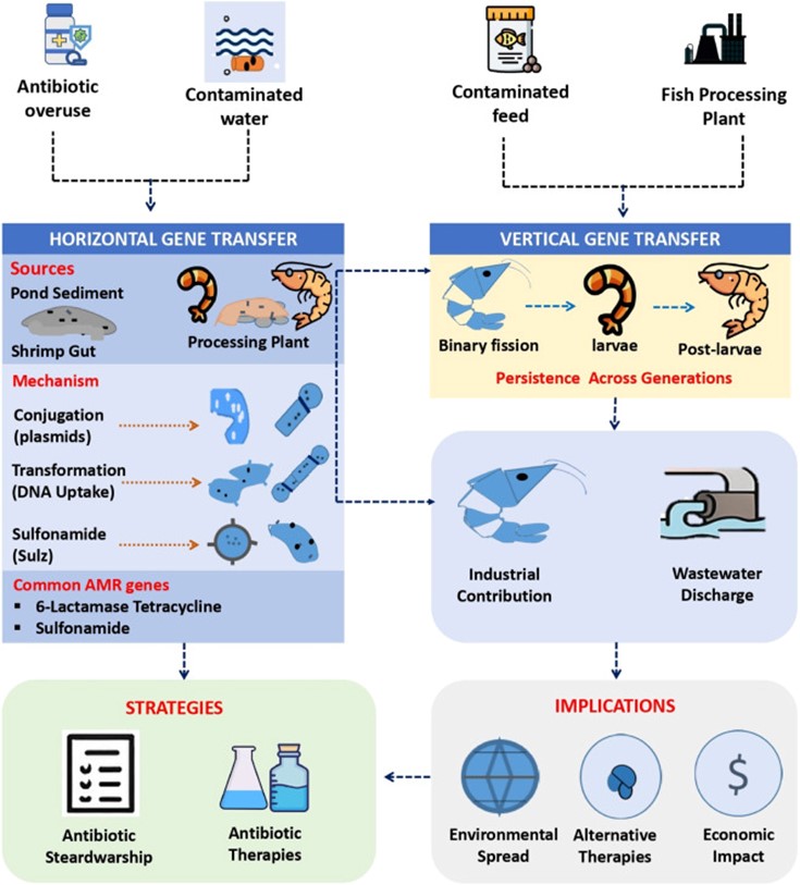 Hình 1. Khung khái niệm minh họa các nguồn gốc, cơ chế, chiến lược và ý nghĩa của việc chuyển gen ngang và dọc trong hệ sinh thái rừng ngập mặn.