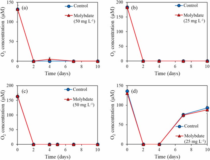 Hình 5. Nồng độ O2 trong cột nước ở nhóm đối chứng và nhóm bổ sung molybdate đối với (a) DOC90 với 50 mg/L Na₂MoO₄·2H₂O, (b) DOC90 với 25 mg/L Na₂MoO₄·2H₂O, (c) DOC60 với 50 mg/L Na₂MoO₄·2H₂O, và (d) DOC45 với 25 mg/L Na₂MoO₄·2H₂O. Các giá trị biểu thị giá trị trung bình của ba lần đo sinh học và các thanh lỗi biểu thị độ lệch chuẩn.
