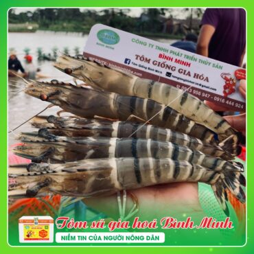 Tôm Sú Gia Hóa Bình Minh TOM SU GIA HOA BINH MINH 2