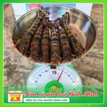 Tôm Sú Gia Hóa Bình Minh TOM SU GIA HOA BINH MINH 3