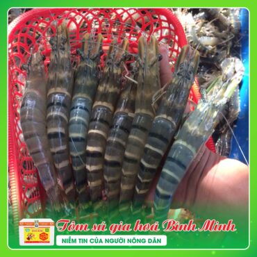 Tôm Sú Gia Hóa Bình Minh TOM SU GIA HOA BINH MINH 4