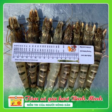 Tôm Sú Gia Hóa Bình Minh TOM SU GIA HOA BINH MINH 5