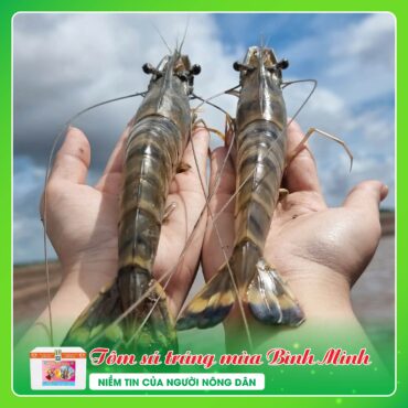 Tôm Sú Gia Hóa Trúng Mùa TOM SU TRUNG MUA BINH MINH 2