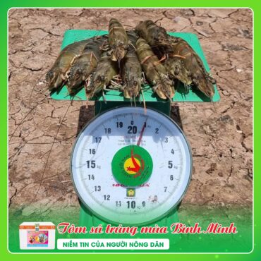 Tôm Sú Gia Hóa Trúng Mùa TOM SU TRUNG MUA BINH MINH 3