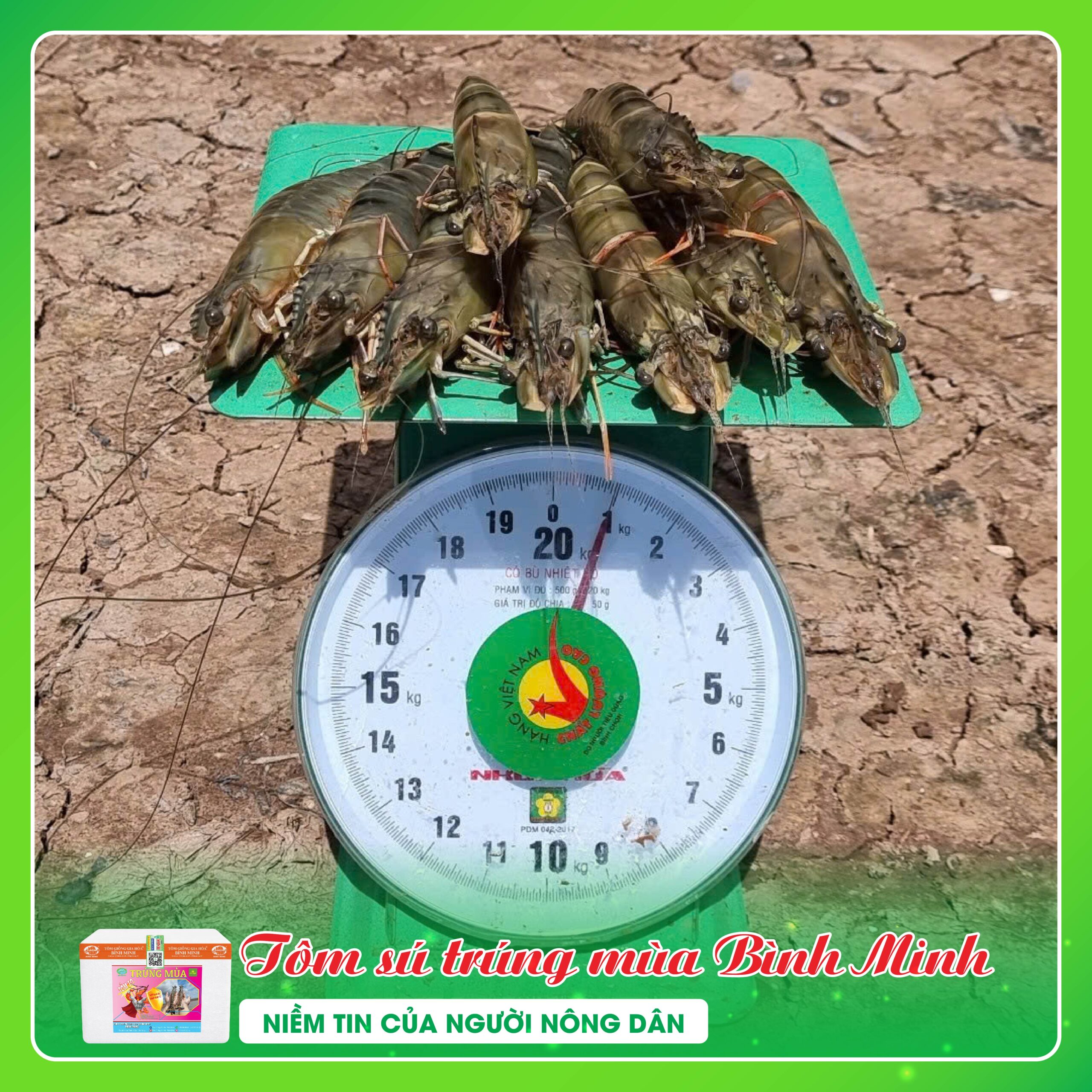 TOM-SU-TRUNG-MUA-BINH-MINH (3) TOM SU TRUNG MUA BINH MINH 3 scaled