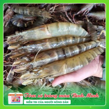 Tôm Sú Gia Hóa Trúng Mùa TOM SU TRUNG MUA BINH MINH 4