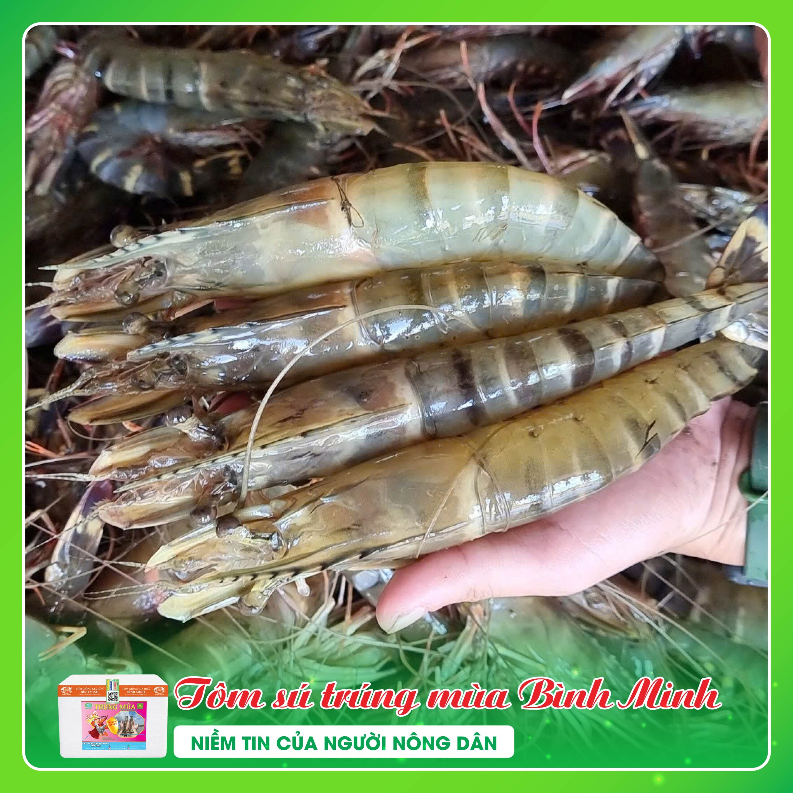 TOM-SU-TRUNG-MUA-BINH-MINH (4) TOM SU TRUNG MUA BINH MINH 4 scaled