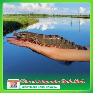 Tôm Sú Gia Hóa Trúng Mùa TOM SU TRUNG MUA BINH MINH 5