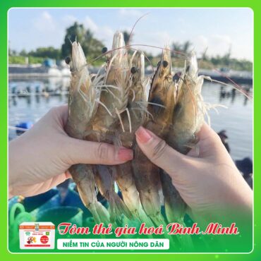 TOM THE GIA HOA BINH MINH 4