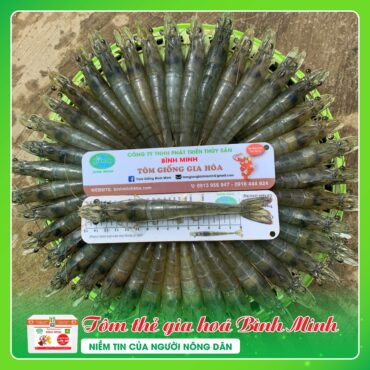 TOM THE GIA HOA BINH MINH 5