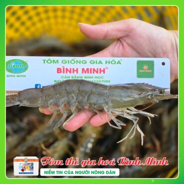 TOM THE THICH NGHI CAO BINH MINH 2