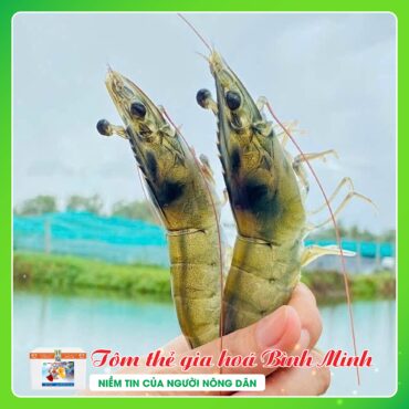 TOM THE THICH NGHI CAO BINH MINH 3