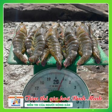 TOM THE THICH NGHI CAO BINH MINH 4