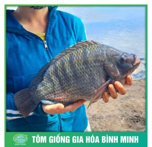 ca ro phi binh minh 1