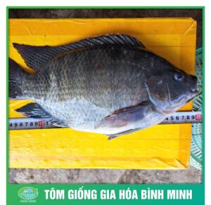 ca ro phi binh minh 2