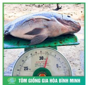 ca ro phi binh minh 3