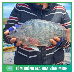 ca ro phi binh minh 4