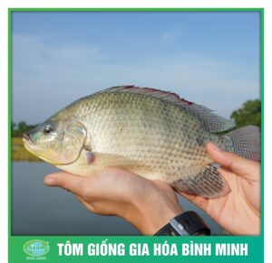 ca ro phi binh minh 5