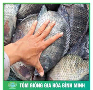 ca ro phi binh minh 6