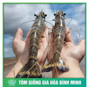 giong tot tom to cung tom giong binh minh 1