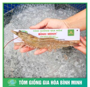 giong tot tom to cung tom giong binh minh 2