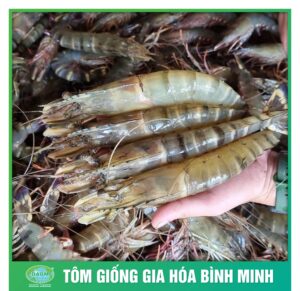 giong tot tom to cung tom giong binh minh 3